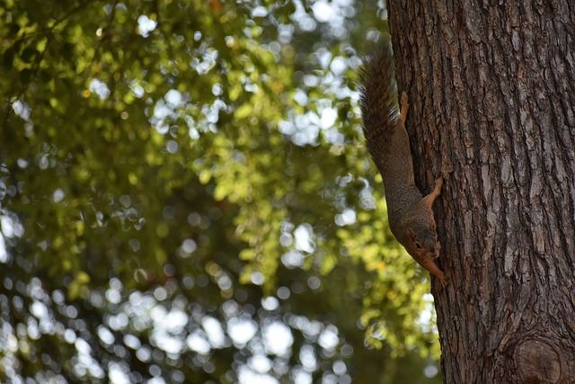 世锦赛这样 世锦赛这样